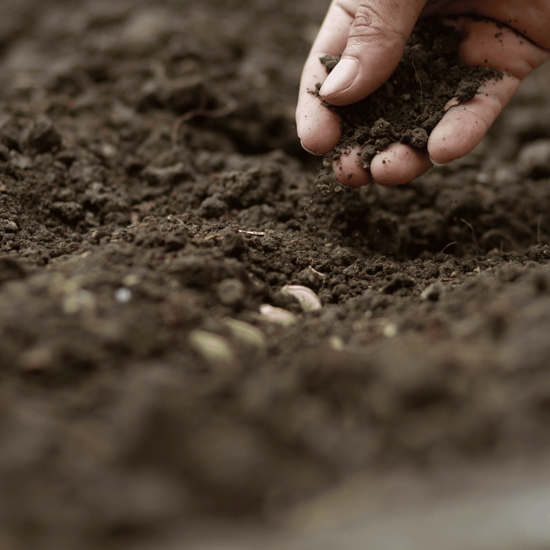 Hand planting seeds in soil