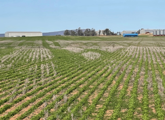 Launch Pad Case Study - Kooma View Farm