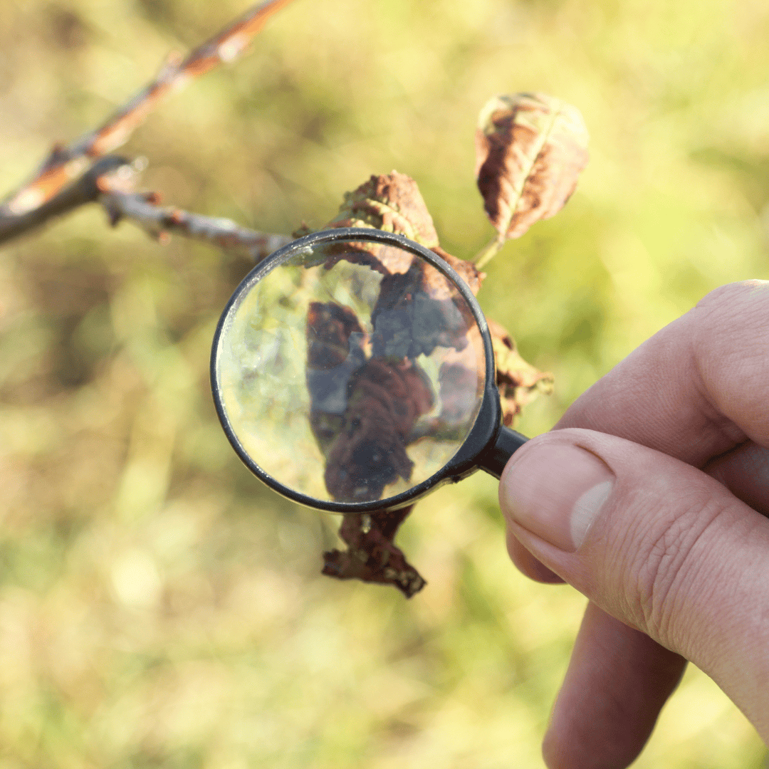 Magnifying glass inspecting plant for pests